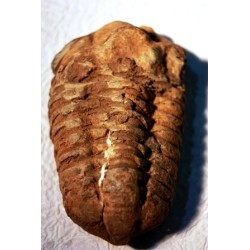 Fósil de trilobite asaphus
