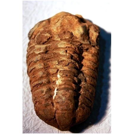 Fósil de trilobite asaphus