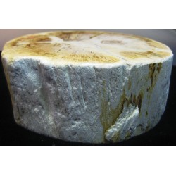 Madera fósil trozo