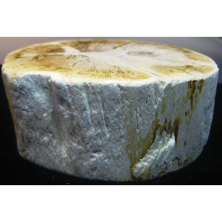 Madera fósil trozo