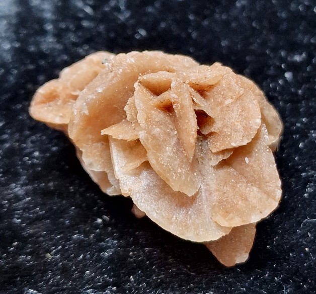 rosa del desierto