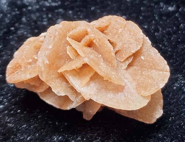 rosa del desierto