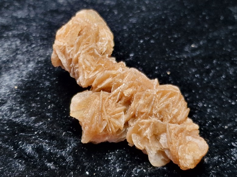 rosa del desierto
