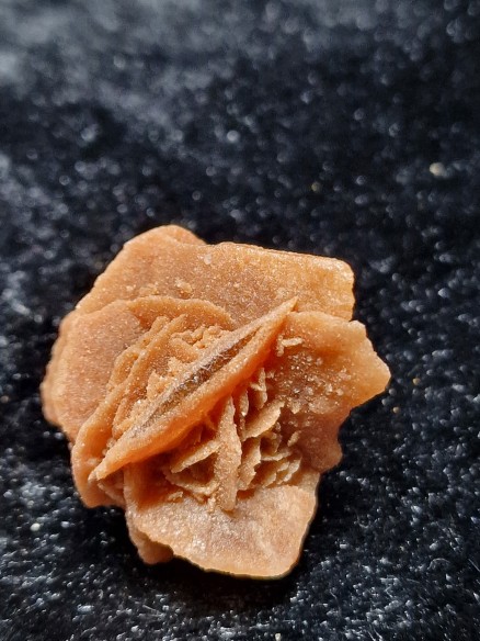 rosa del desierto