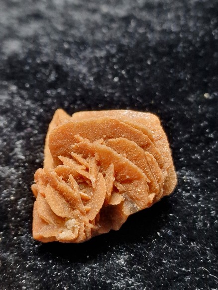 rosa del desierto