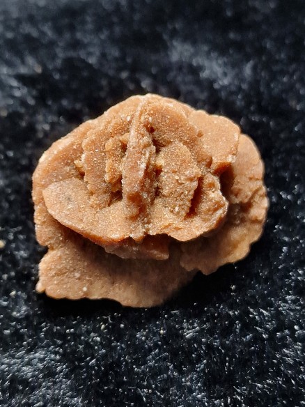 rosa del desierto
