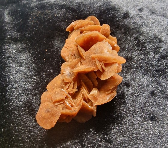 rosa del desierto