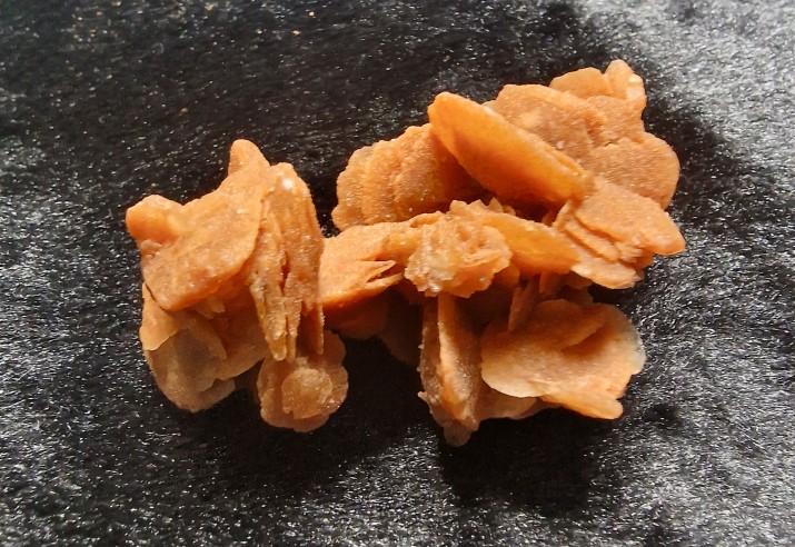rosa del desierto
