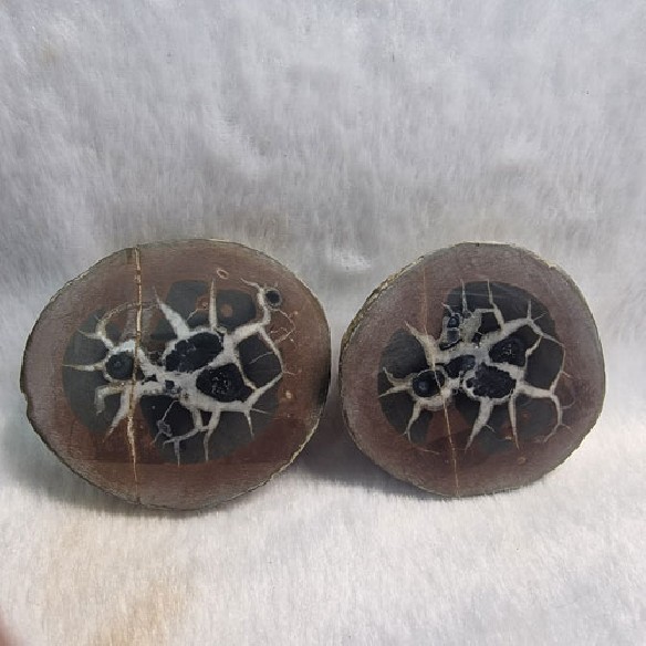 Septaria pareja Marruecos