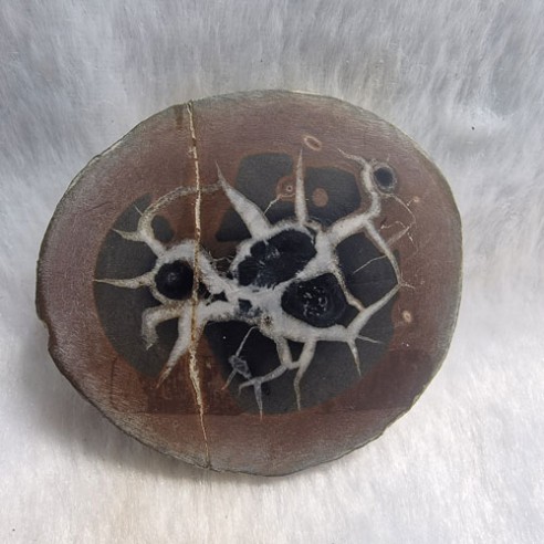 Septaria pareja Marruecos