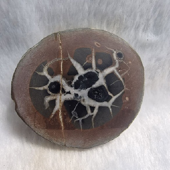 Septaria pareja Marruecos