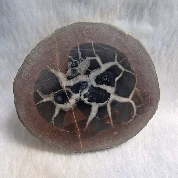 Septaria pareja Marruecos