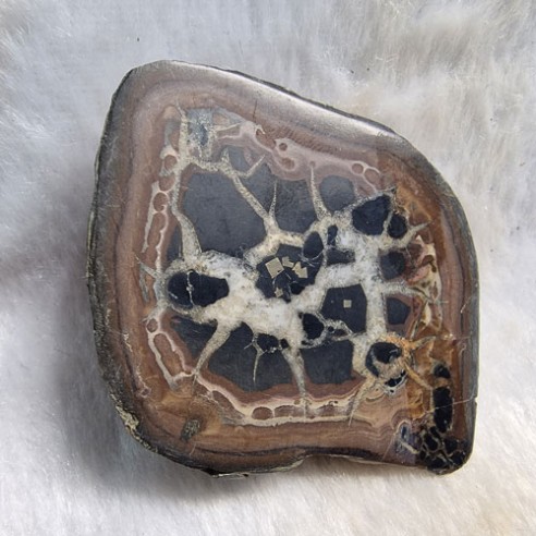 Septaria pareja Marruecos