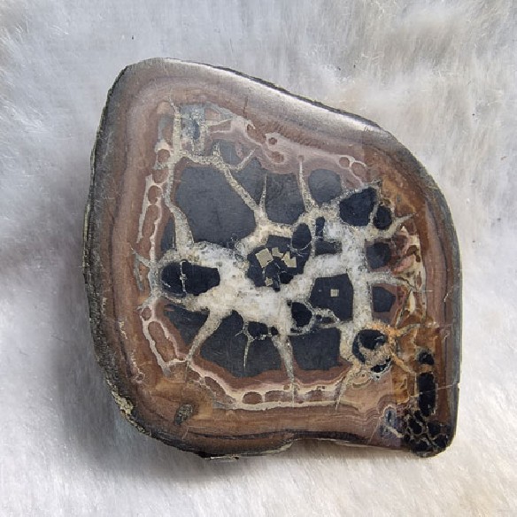 Septaria pareja Marruecos