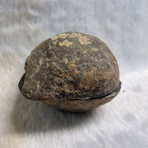 Septaria pareja Marruecos