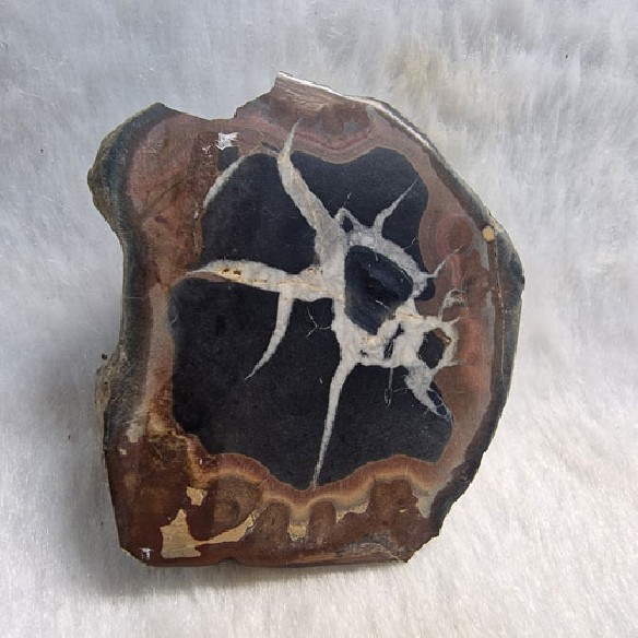 Septaria pareja Marruecos