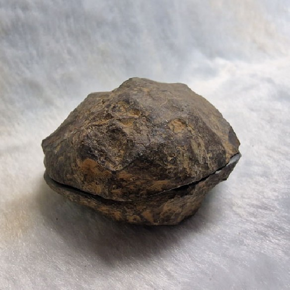 Septaria pareja Marruecos