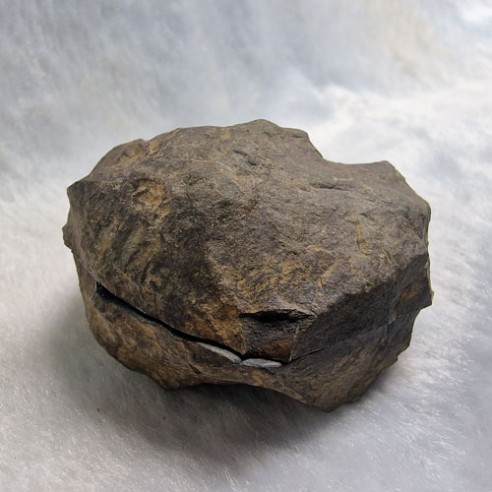 Septaria pareja Marruecos
