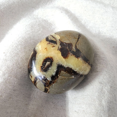 Septarian palm stone. Cracks formed over time by the Earth