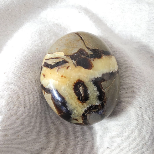 Septarian palm stone. Cracks formed over time by the Earth