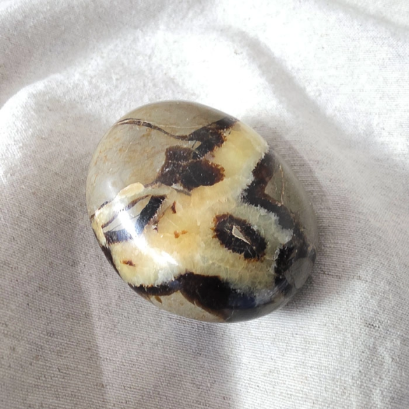 Septarian palm stone. Cracks formed over time by the Earth
