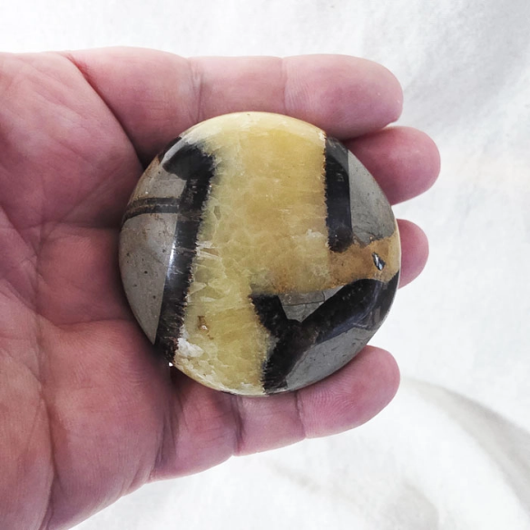Septarian palm stone. Cracks formed over time by the Earth