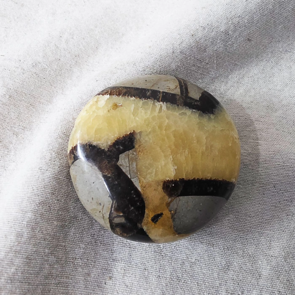 Septarian palm stone. Cracks formed over time by the Earth