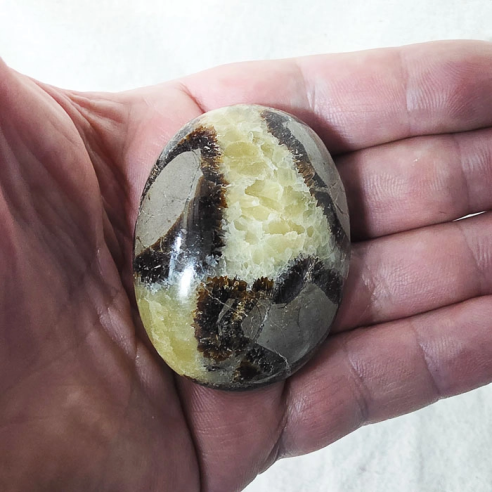 Septarian palm stone. Cracks formed over time by the Earth