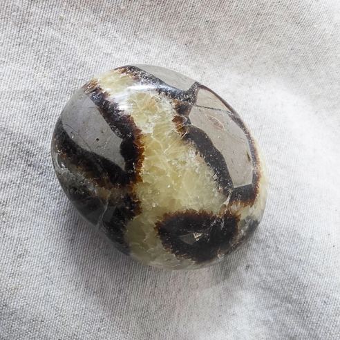 Septarian palm stone. Cracks formed over time by the Earth