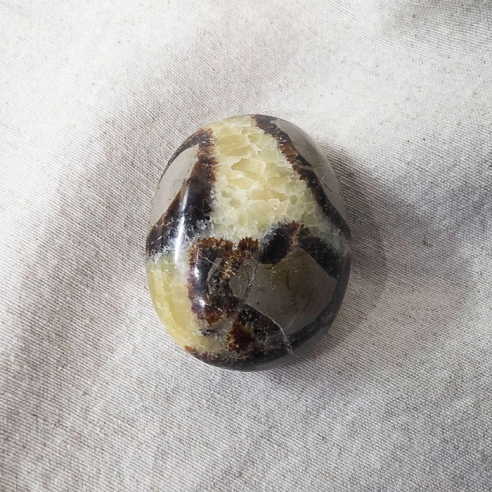Septarian palm stone. Cracks formed over time by the Earth