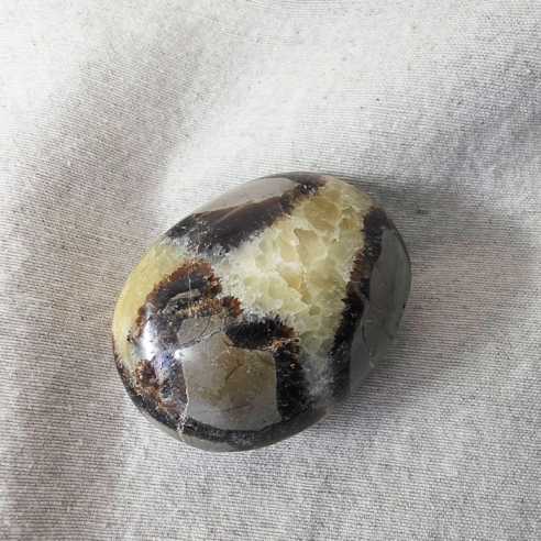 Septarian palm stone. Cracks formed over time by the Earth