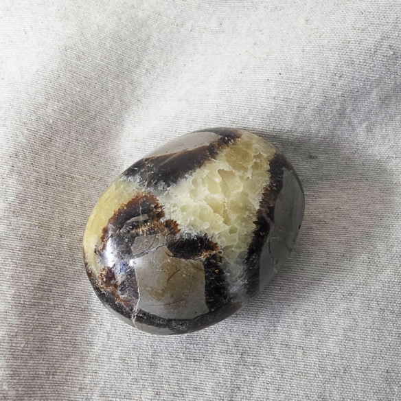 Septarian palm stone. Cracks formed over time by the Earth