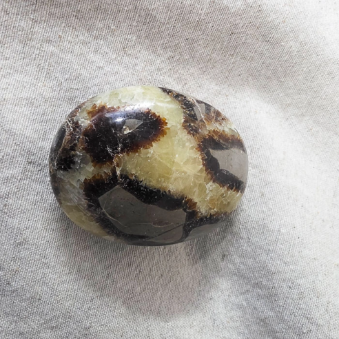 Septarea piedra palma. Grietas con el tiempo de la Tierra