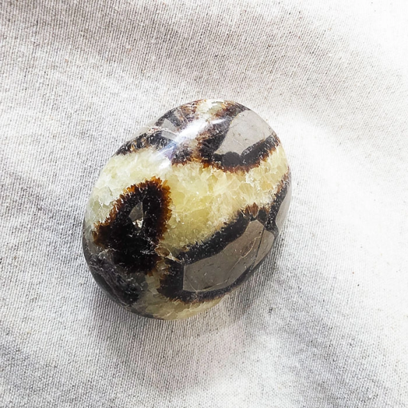 Septarian palm stone. Cracks formed over time by the Earth