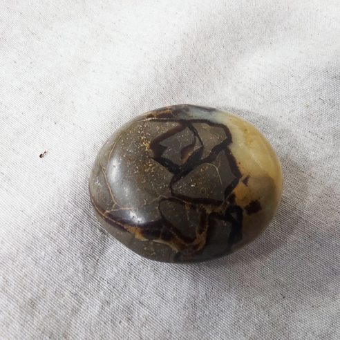 Septarian palm stone. Cracks formed over time by the Earth
