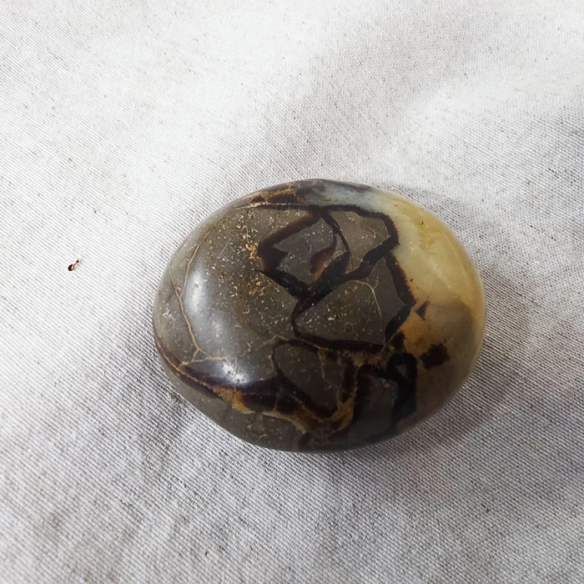 Septarian palm stone. Cracks formed over time by the Earth