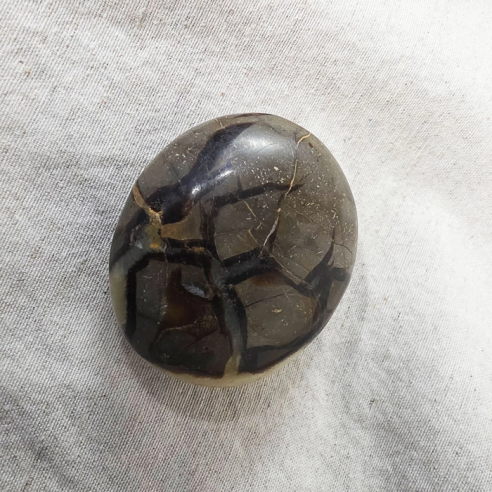 Septarea piedra palma. Grietas con el tiempo de la Tierra