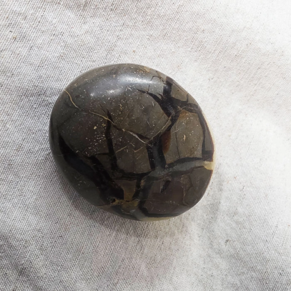 Septarian palm stone. Cracks formed over time by the Earth
