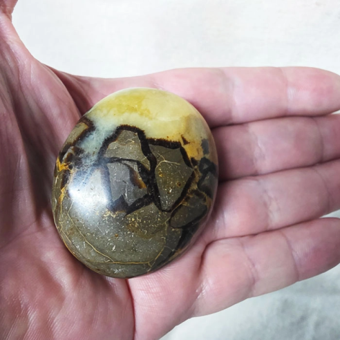 Septarian palm stone. Cracks formed over time by the Earth