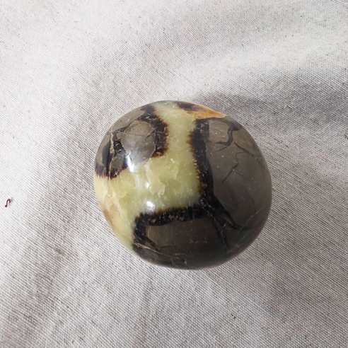 Septarian palm stone. Cracks formed over time by the Earth