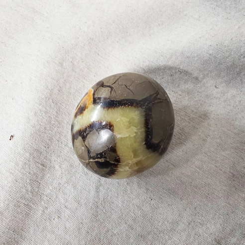 Septarian palm stone. Cracks formed over time by the Earth