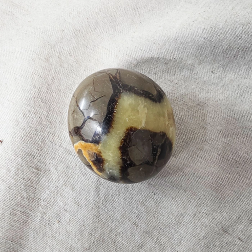 Septarian palm stone. Cracks formed over time by the Earth