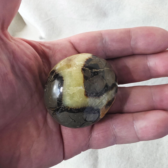 Septarian palm stone. Cracks formed over time by the Earth