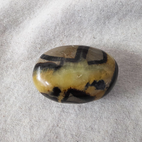 Septarian palm stone. Cracks formed over time by the Earth