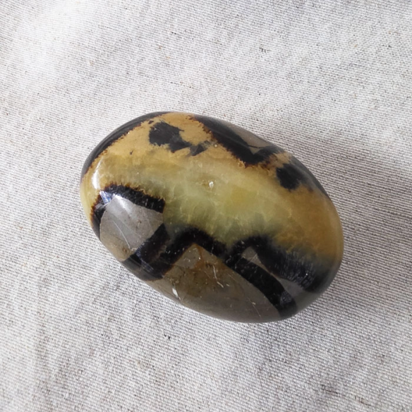 Septarian palm stone. Cracks formed over time by the Earth