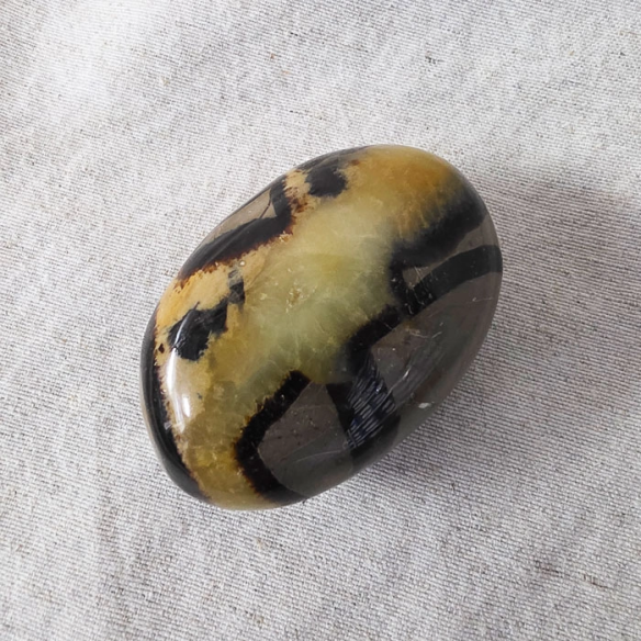 Septarian palm stone. Cracks formed over time by the Earth