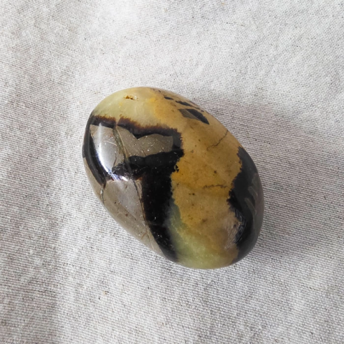 Septarian palm stone. Cracks formed over time by the Earth