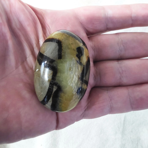 Septarian palm stone. Cracks formed over time by the Earth