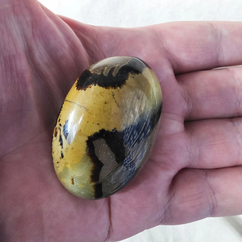 Septarian palm stone. Cracks formed over time by the Earth