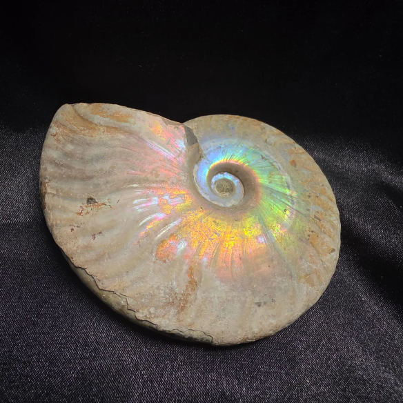 Amonite Fossilizado, Madagáscar | Peça Única